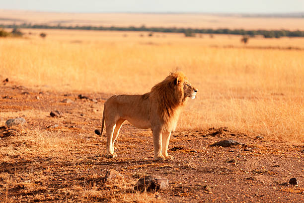 istock Male lion in Masai Mara 454122943