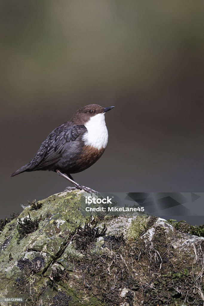 Dipper, Cinclus - Foto de stock de Agua libre de derechos