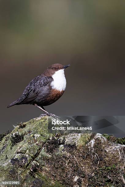 Dipper Cinclus Foto de stock y más banco de imágenes de Agua - Agua, Aire libre, Animales salvajes