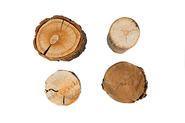 istock tree rings close up isolated on white background 454124327