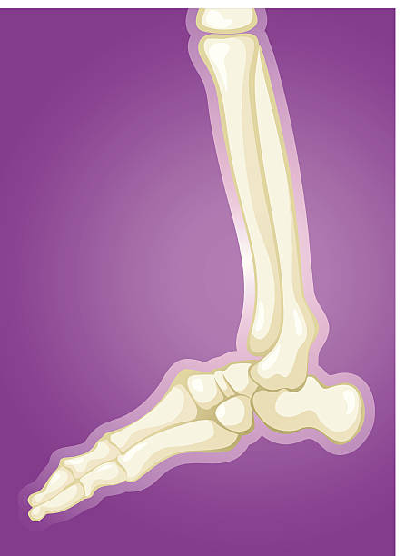 ilustrações, clipart, desenhos animados e ícones de ossos - anklebone