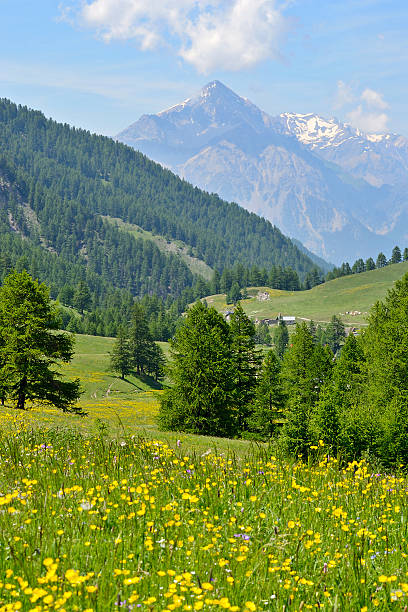istock Summer in the Alps 454125457