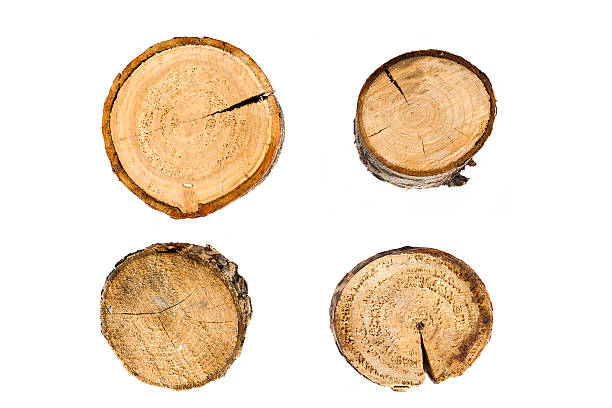 istock tree rings close up isolated on white background 454125525