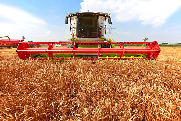 Combine harvester in a wheat field