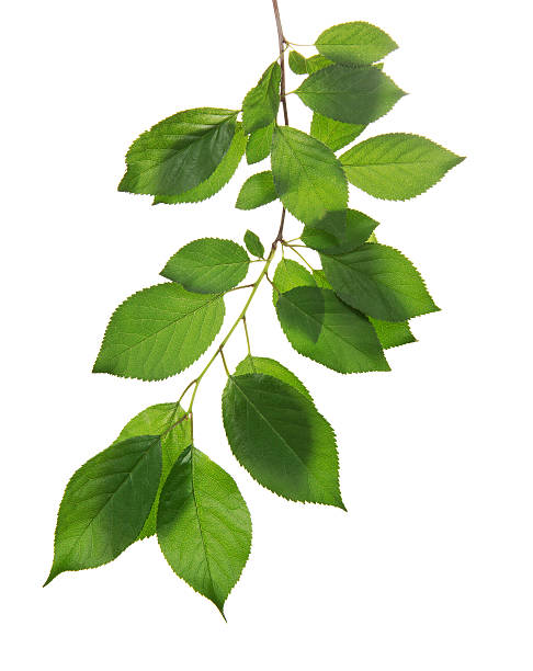 istock Cherry branch with the green leaves 454126027