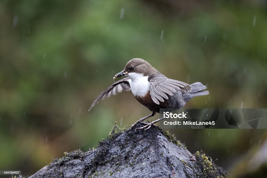 Dipper, Cinclus - Foto de stock de Agua libre de derechos