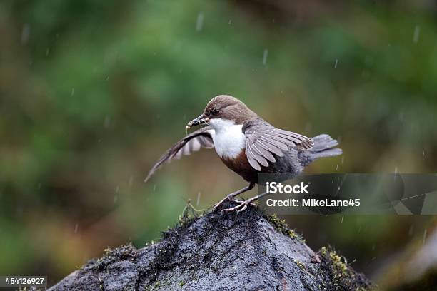 Mestolo Cinclus - Fotografie stock e altre immagini di Acqua - Acqua, Acqua fluente, Ambientazione esterna