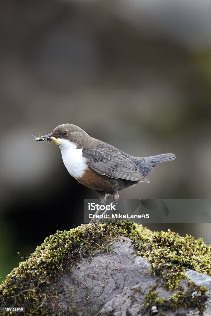 Dipper, Cinclus - Zbiór zdjęć royalty-free (Bez ludzi)