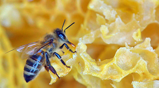 queen bee woking on a honeycomb stock photo