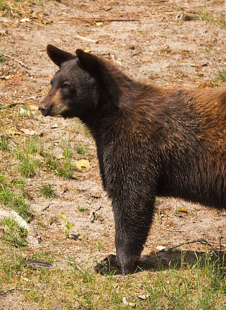 jovem urso preto americano - male animal american black bear mammal animals in the wild - fotografias e filmes do acervo