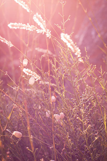 istock Wild plant on a meadow 454137175