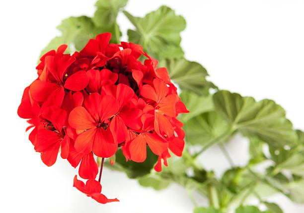 istock red flower close-up isolated on white background 454137715