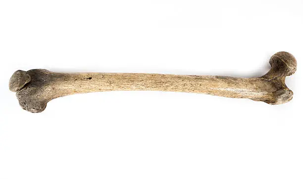 Photo of old bone isolated on white background