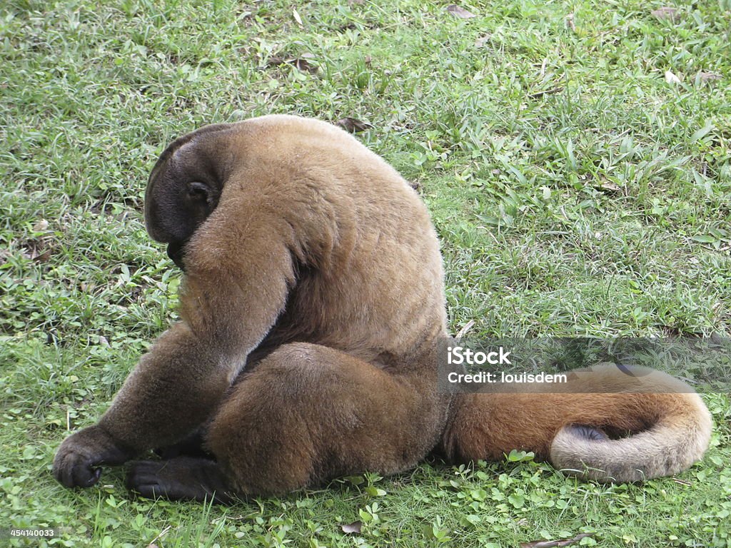 Alpha Male Chorongo Stock Photo - Download Image Now - Amazon Rainforest, Amazon Region, Animal - iStock Alpha Male Chorongo Stock Photo - Download Image Now - Amazon Rainforest, Amazon Region, Animal - iStock