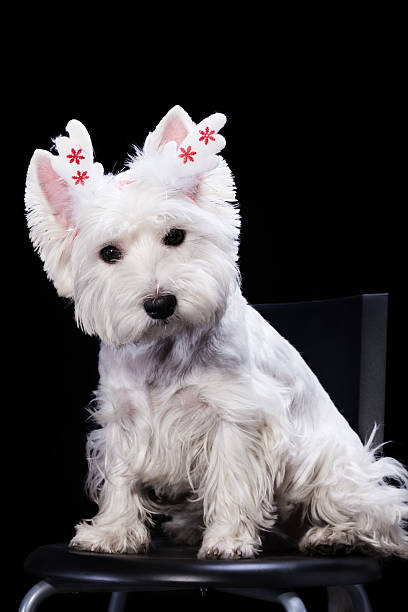 istock Reindeer christmas dog 454141665