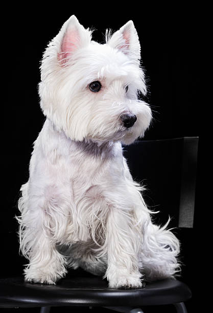 West Highland White Terrier stock photo