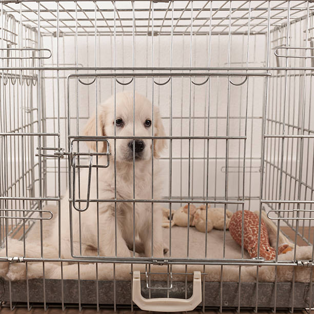istock golden retriever puppy in a bench 454142435