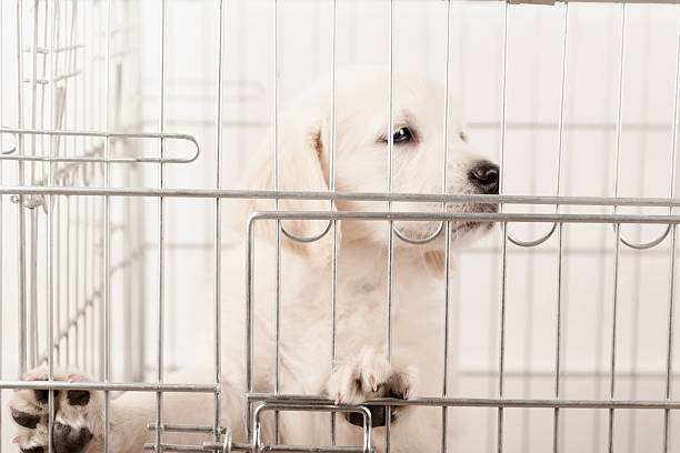 istock golden retriever puppy in a bench 454142441