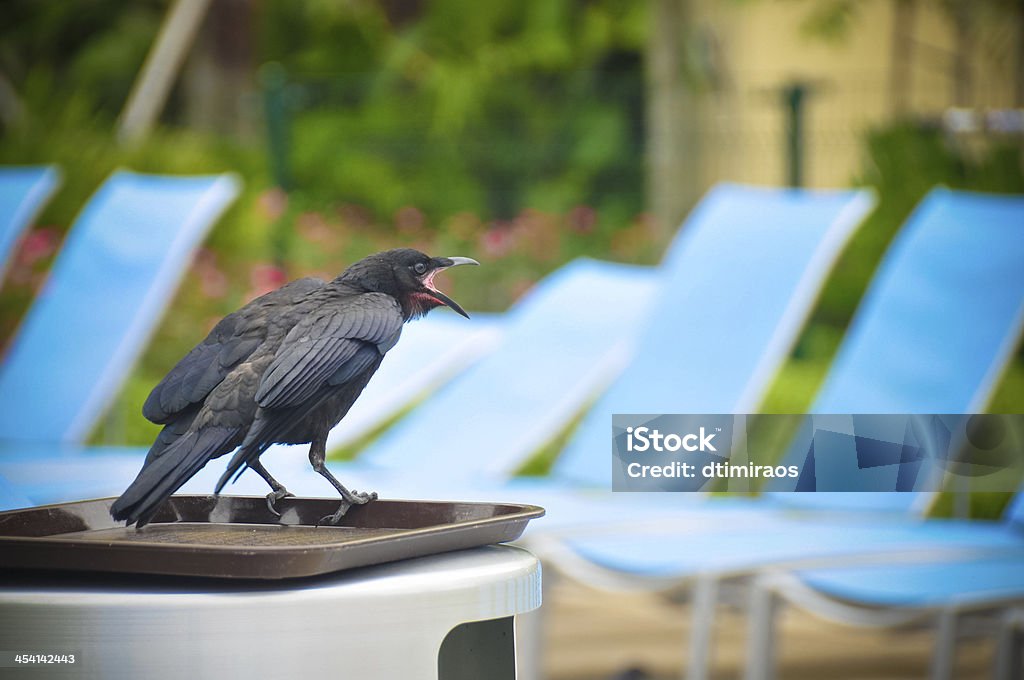 Crow cawing on a trachcan Anger Stock Photo