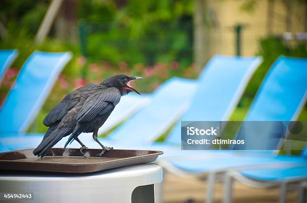 Crow Cawing On A Trachcan Stock Photo - Download Image Now - Anger, Bird, Horizontal