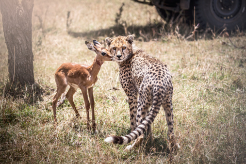 Cachorro de guepardo con Impala photo