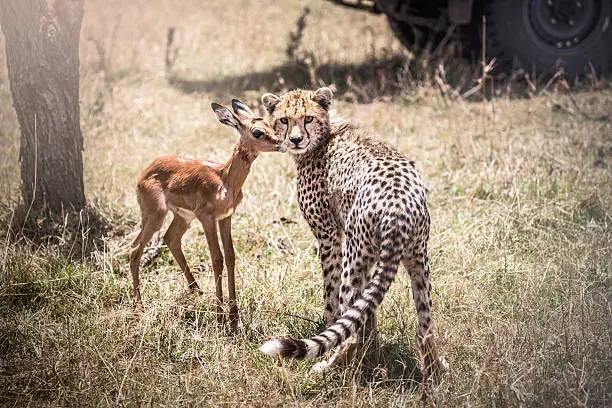 Photo of Cheetah cub with Impala