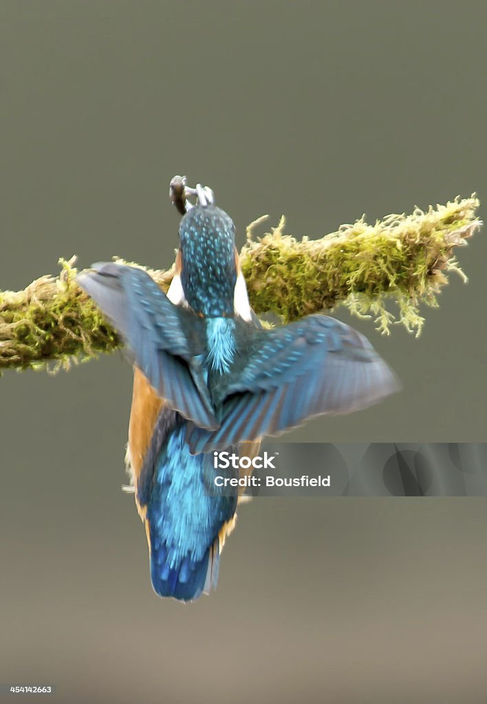 Kingfisher - Lizenzfrei Ast - Pflanzenbestandteil Stock-Foto