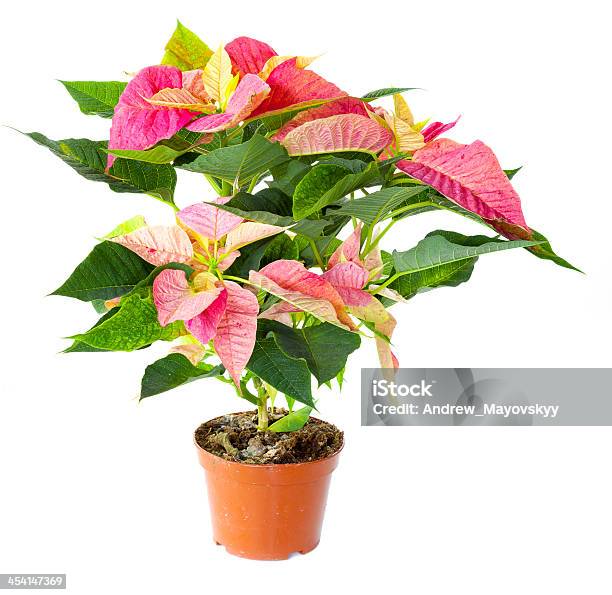 Foto de Poinsettia Planta Em Flowerpot e mais fotos de stock de Beleza natural - Natureza - Beleza natural - Natureza, Bico-de-Papagaio, Botânica - Assunto