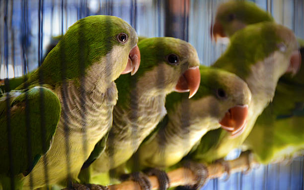 Quaker Parrots Beautiful parrots in a cage at a market in Central America. monk parakeet stock pictures, royalty-free photos & images