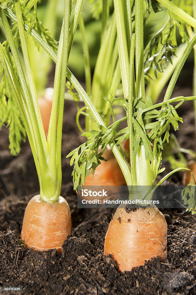Some Carrots in the dirt Some Carrots in the dirt (macro shot) Carrot Stock Photo