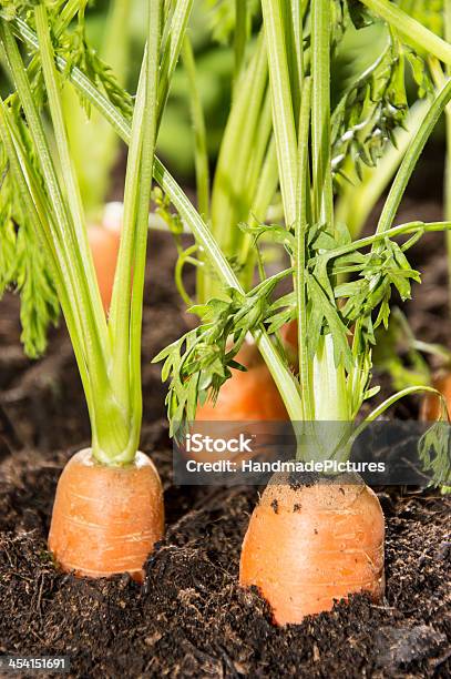 Some Carrots In The Dirt Stock Photo - Download Image Now - Carrot, Planting, Plant