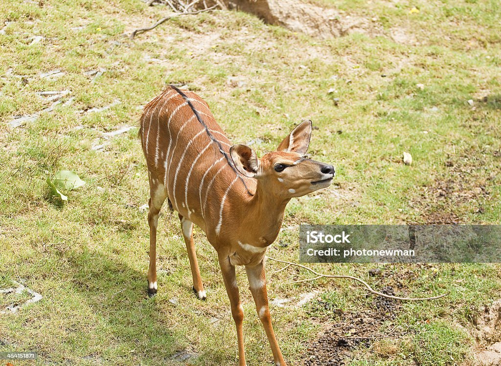 Hirsch in thailand - Lizenzfrei Ast - Pflanzenbestandteil Stock-Foto