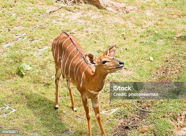 Hirsch In Thailand Stockfoto und mehr Bilder von Ast - Pflanzenbestandteil - Ast - Pflanzenbestandteil, Bock - Männliches Tier, Brunst