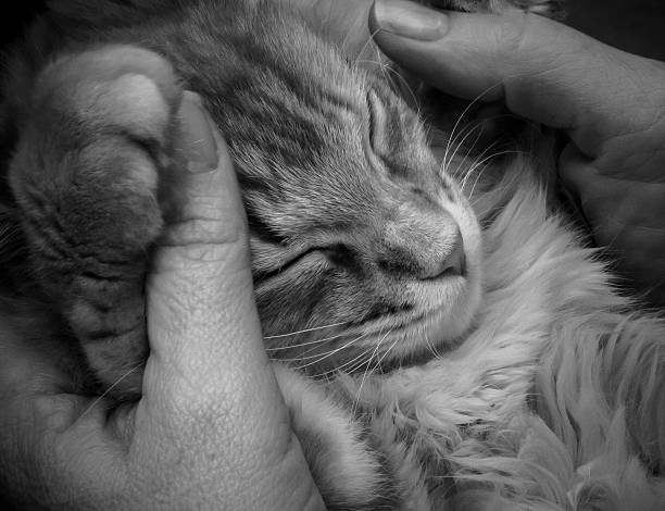 istock Sleepy kitten in woman's hands 454151935