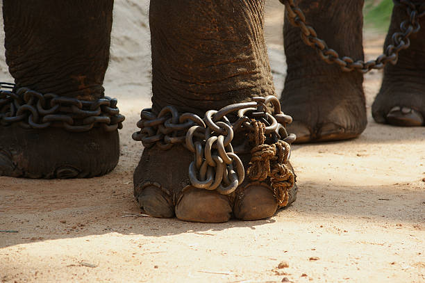 istock Feet in chains, the Asian elephant, or an Indian 454152749