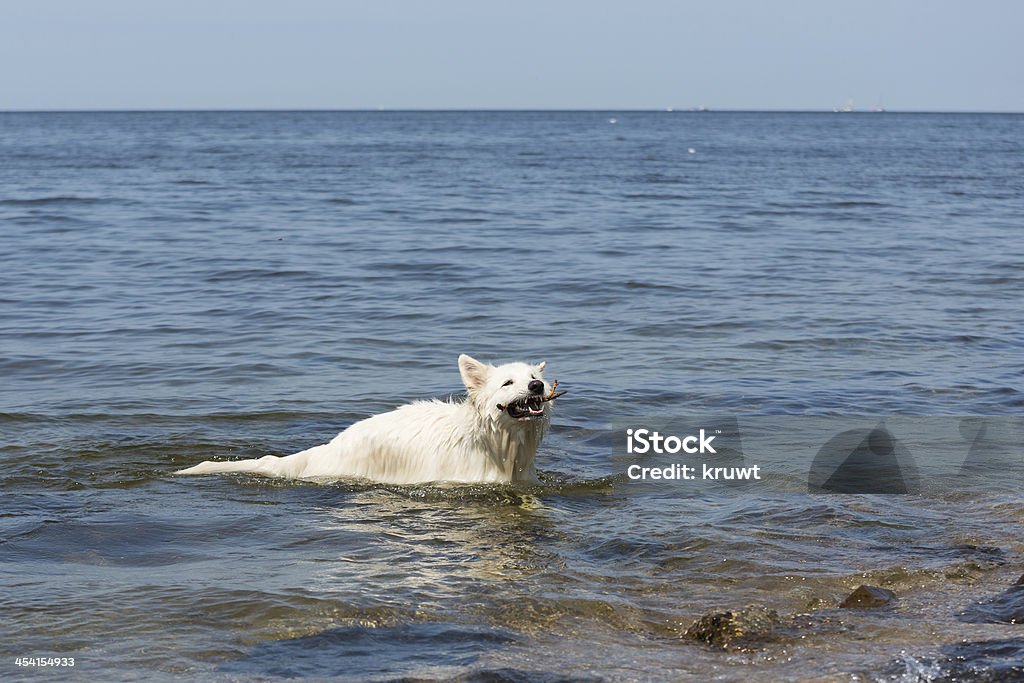 Berger suisse blanc aller chercher une agence à l'eau - Photo de Activité libre de droits