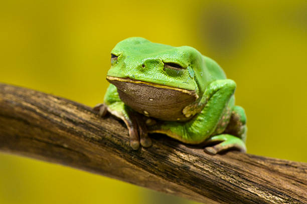 인명별 왜고너의 청개구리 - whites tree frog 뉴스 사진 이미지