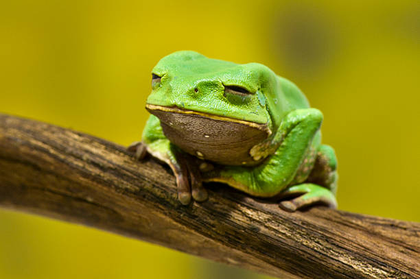 white's tree frog - whites tree frog zdjęcia i obrazy z banku zdjęć