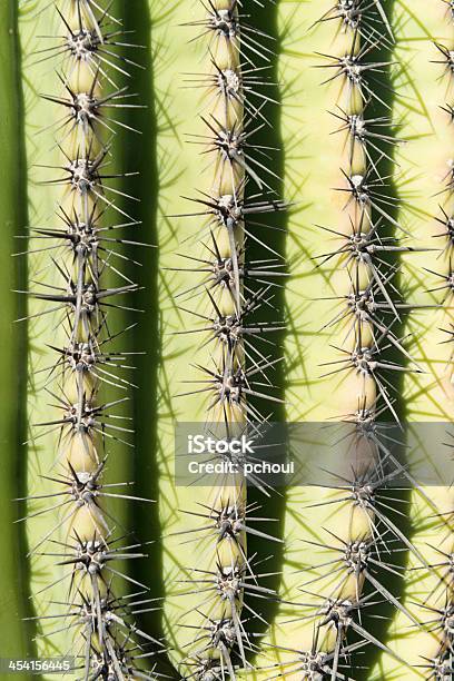 Kaktus Stockfoto und mehr Bilder von Arizona - Arizona, Dornig, Extreme Nahaufnahme