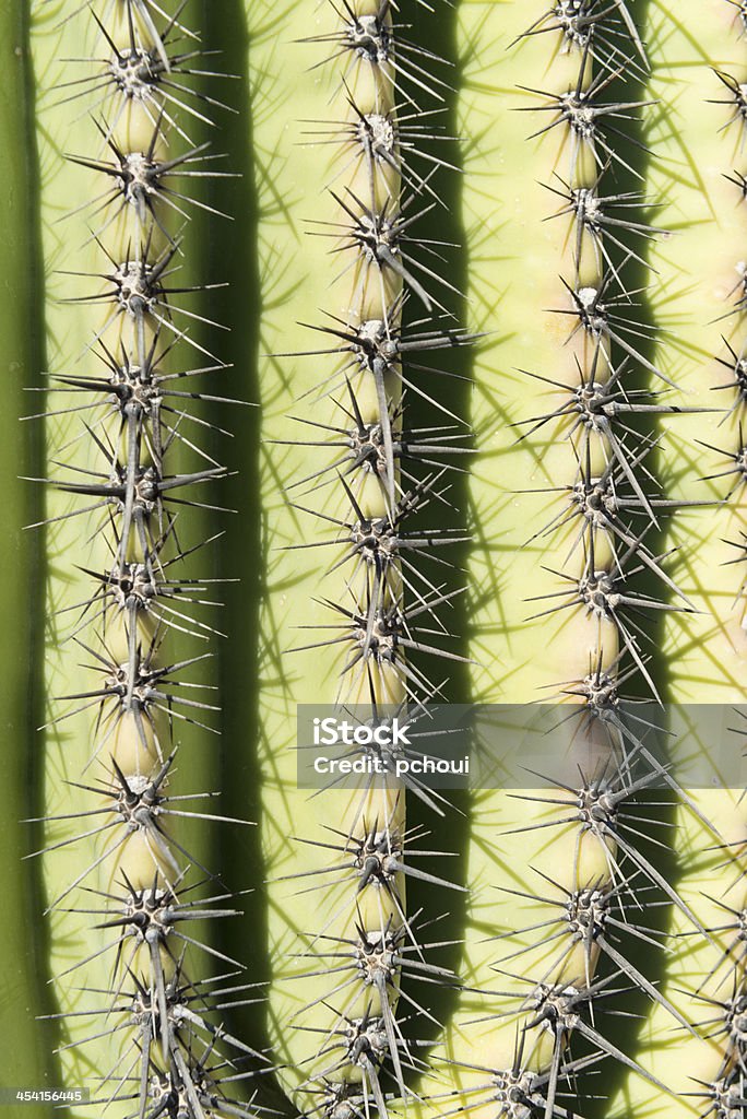 cactus - Photo de Arizona libre de droits