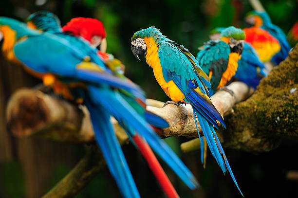 istock Macaw birds sitting on the perch 454157423