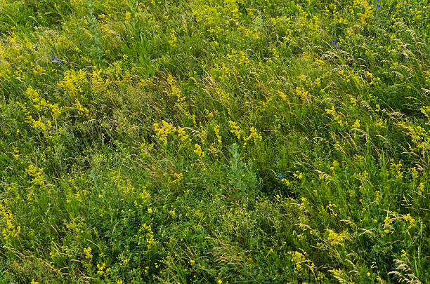 green summer meadow. rural nature backgrounds stock photo