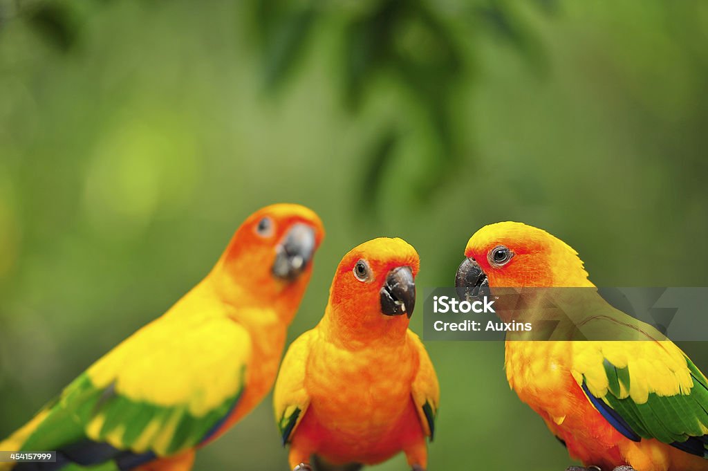 Parrot bird on green background Forest Stock Photo