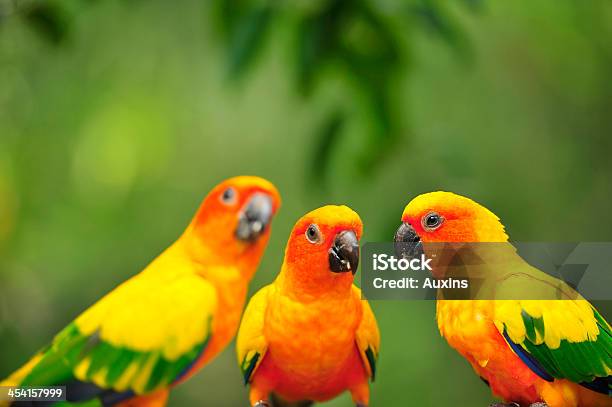 Parrot Bird On Green Background Stock Photo - Download Image Now - Forest, Parakeet, Animal
