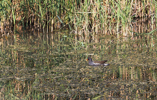 istock birds in the Hula Nature Reserve 454158069