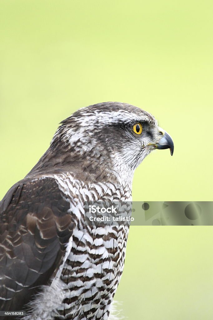 Accipiter gentilis - 로열티 프리 갈고리 발톱 스톡 사진