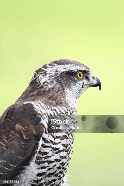 Accipiter Gentilis — стоковые фотографии и другие картинки Агрессия - Агрессия, Большой ястреб, В профиль