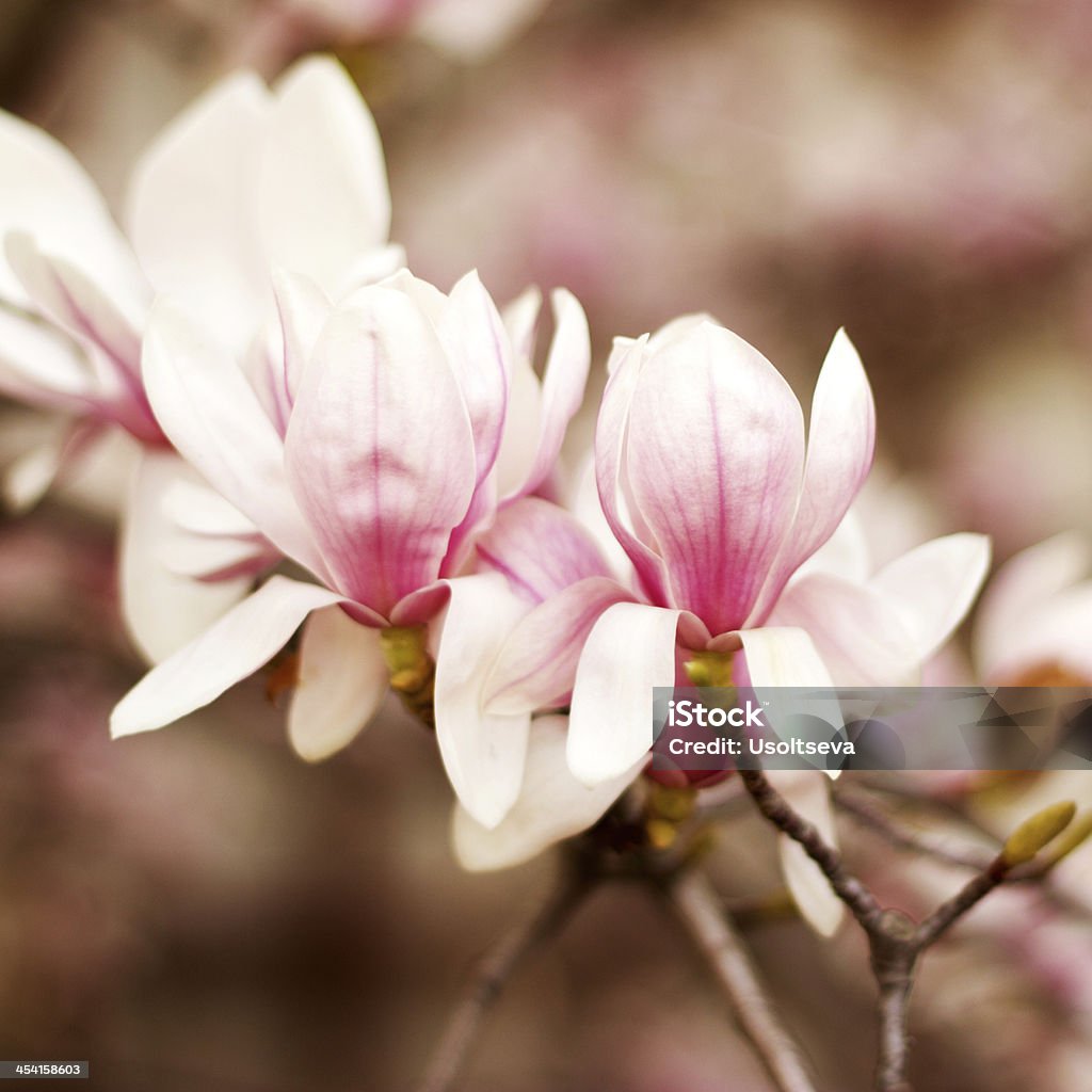 Nahaufnahme von einem Ast mit Blumen - Lizenzfrei Abstrakt Stock-Foto