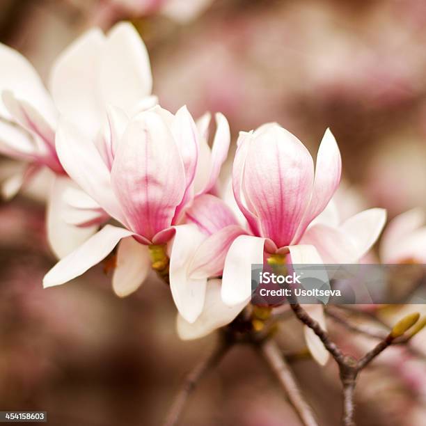 Nahaufnahme Von Einem Ast Mit Blumen Stockfoto und mehr Bilder von Abstrakt - Abstrakt, Ast - Pflanzenbestandteil, Baum