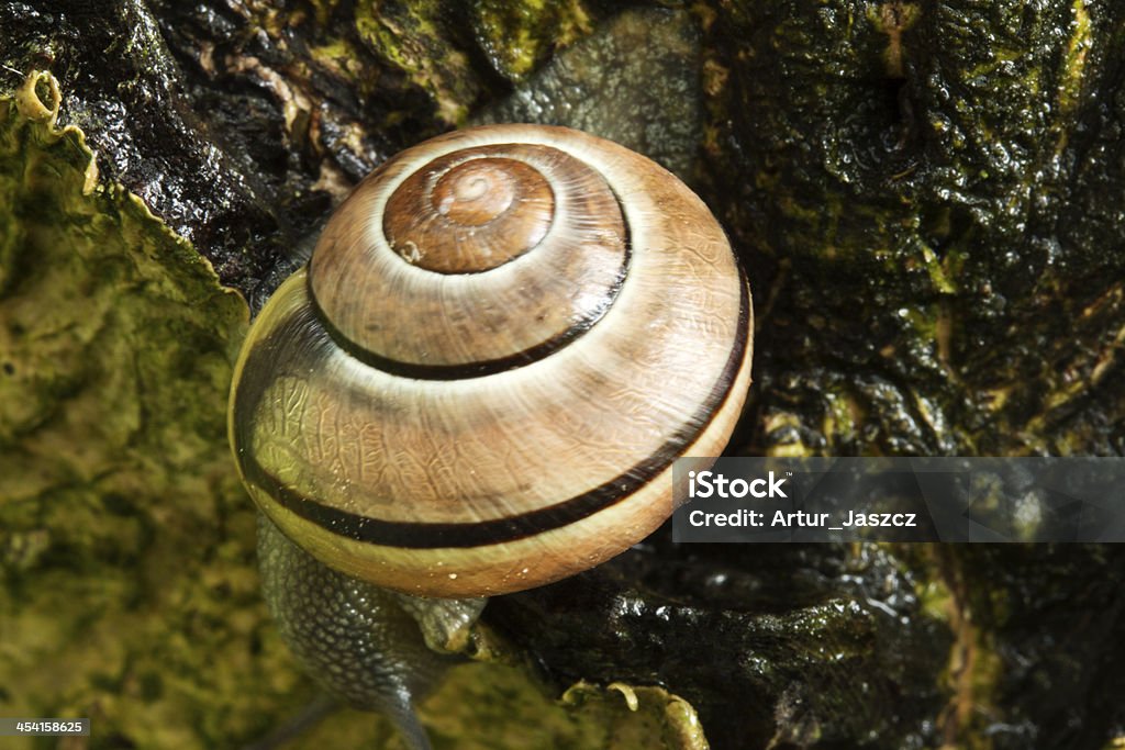 Caracol em uma árvore - Royalty-free Caracol - Gastrópode Foto de stock